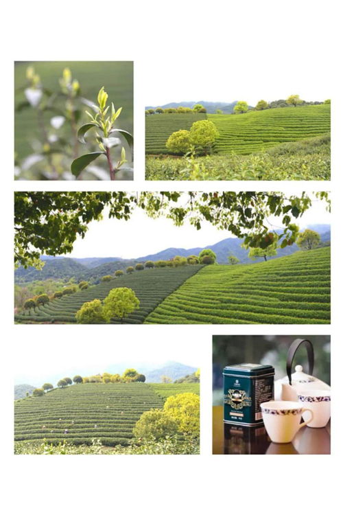 茶要在水中泡多长时间最好,向来都是凭经验而定