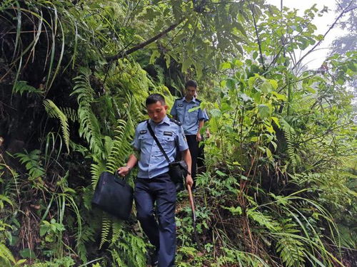黔东南一地警方破获一起特大滥伐林木案