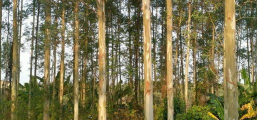 这种林木的生长迅速、能快速产生效益,但想种植却不易申请