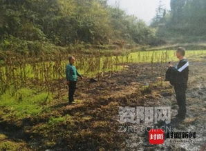 地里除草引发森林火灾 女子不慎烧毁林木7000多株