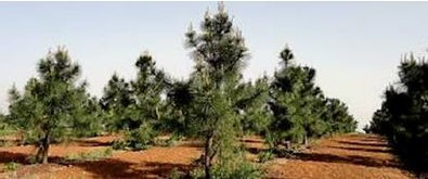 林木种质资源发掘 创制与利用 策略与方法 第三期 上 姜景民