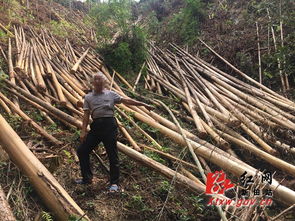 新田县林业公安侦破一起滥伐林木案