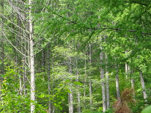 本溪市桓仁县黑沟乡石虎子村林木