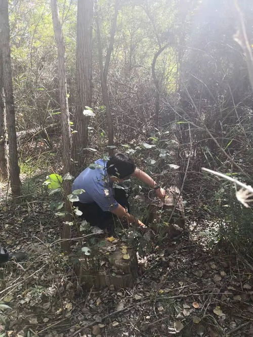 尚义县人民检察院侦查滥伐林木案