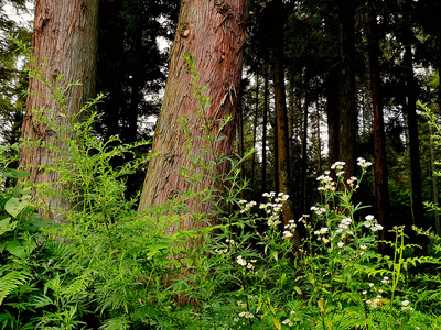 巴东:夏日绿葱坡大美风光