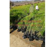 【千香百恋批发绿化专业林木种子进口湿地松种子马尾松油松种子】沭阳春梅苗木园艺场 - 产品库