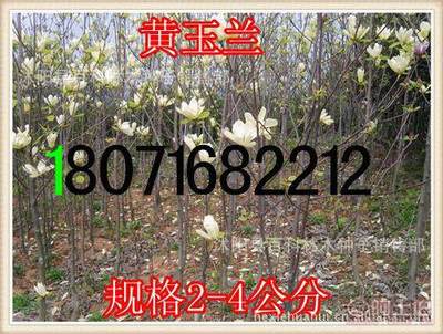 【供应:紫玉兰紫玉兰小苗(保质保量货到付款】沭阳县百科林木种子销售部 - 产品库