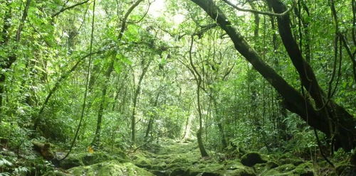 如何在自己家乡的土地上搜索并识别每一棵树