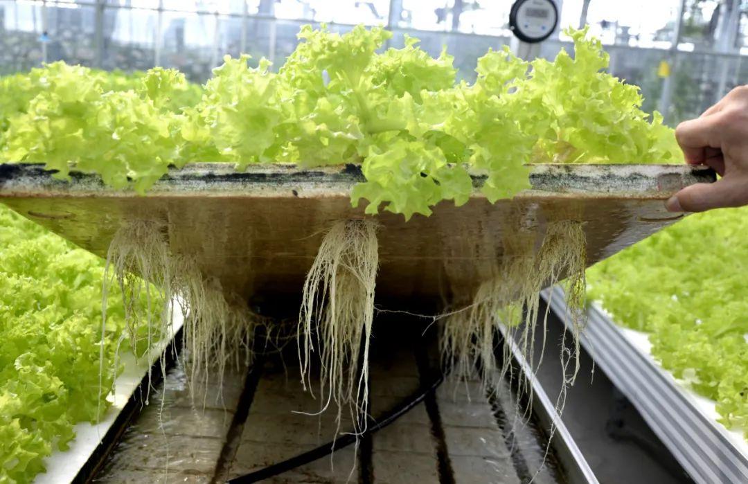 博士种蔬菜,有啥不一样?实拍湖北省农科院健康蔬菜创新工场