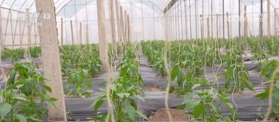 太空"种菜"成果丰硕 航天育种培育的超级蔬菜丰富百姓餐桌