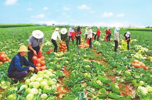 一村一品富农家 宁县发展特色产业助推精准扶贫纪实