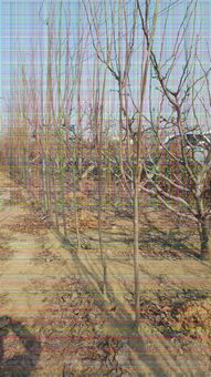 【5公分甜柿子树优良品种介绍】-