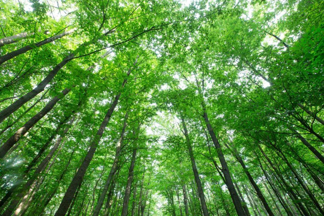 绿色革命的引擎—林木多组学研究与国自然的深度融合_分析_基因组_茶