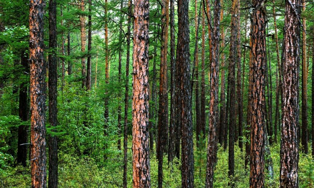 记忆封存的那片松树林
