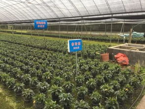 武平 深化林改促发展 提升生态惠民生