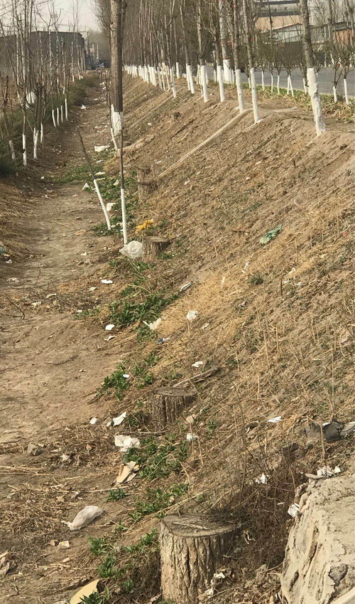 护路林木被盗伐 检察建议促补种