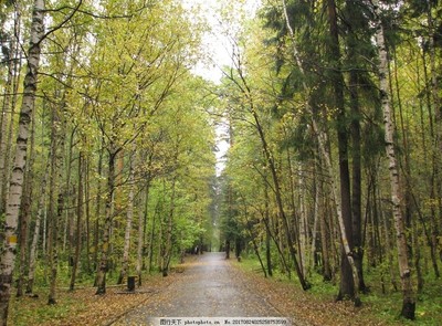 秋季林间小道风景