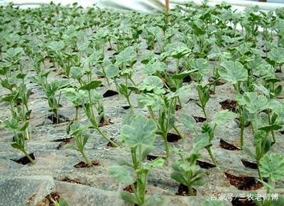 蔬菜培育新途径 组织培养技术的应用与管理优化