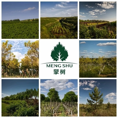 喜讯 | 蒙树董事长兼总裁赵全生荣获呼和浩特市优秀民营企业家荣誉称号