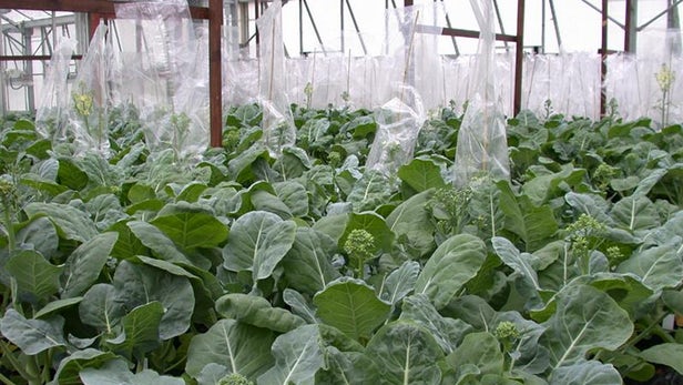 应对‘蔬菜危机’，培育全年生长的西兰花