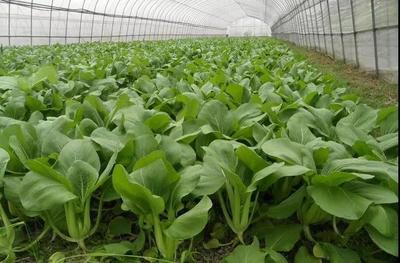 跨年寒潮冲击下的民生 菜价上涨与防寒应对