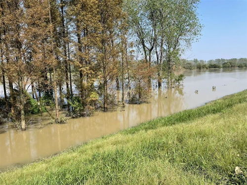 省汉江局顺利完成林木采伐调查设计，保障汉江下游一期年度工程实施