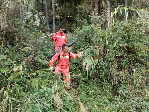 深读丨直击我市森林防护一线 守护粤北大地“绿肺”的护林人与蔬菜的培育