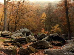 林木秀色——自然之韵的永恒赞歌