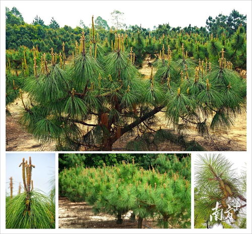 广东十四五期间将建成9处国家重点林木良种基地 推动花卉产业高质量发展