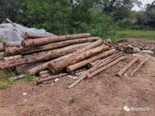 岫岩公安破获特大滥伐林木案 盆景生态背后的警钟