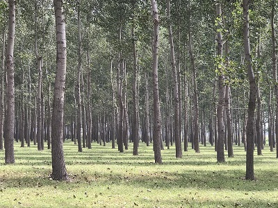 林地、林木、苗木、果树技术鉴定与损害评估全解析