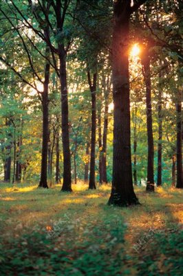 林木风景与蔬菜培育 自然和谐与可持续农业的交融