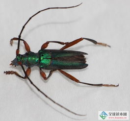 泰州检验检疫局全国首次截获两种外来林木害虫