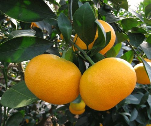 纽荷尔脐橙苗种植与蔬菜培育的协同发展——以湖南千思农林科技公司为例