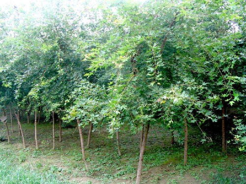 定州君涛林木育苗场 常绿树、大乔木与花卉的绿色宝藏