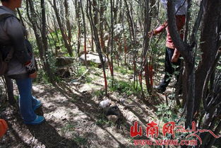 山南纪委驻村工作队实地踏勘林木纠纷原发地，推动矛盾纠纷化解