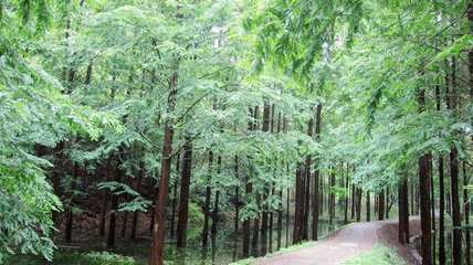 浙江部署国家重点林木良种基地发展任务 聚焦盆景产业升级