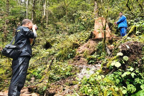 宝兴破获一起盗伐林木案，嫌疑人还非法采挖野生花卉