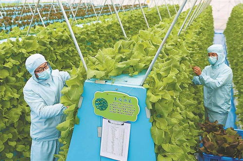 气雾栽培技术在蔬菜培育中的应用 节本增效的新路径