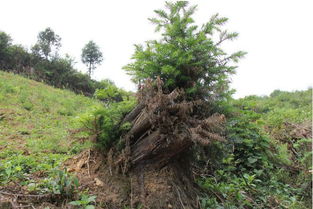 栽三七，滥伐林木被判刑——期路白乡首例涉林刑事案件公开审判警示录