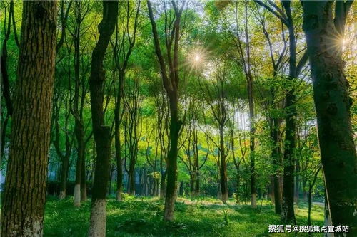 普陀林木·上海绿肺与人文生活的交响