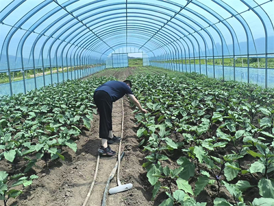 哈尔滨 冰雪之都的盆景艺术