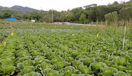青山绿水中的人与自然和谐 生态蔬菜培育之道