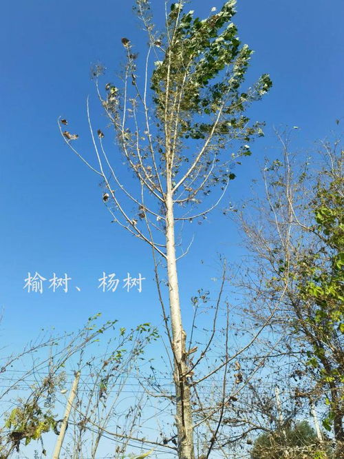 盆景现吓人虫害，房山提前防治保生态