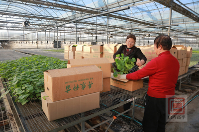 工厂化育苗增产又增收 为春耕备耕做足准备