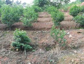 盆景中林木种质资源的发掘、创制与利用策略