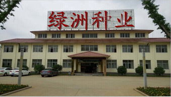 吐鲁番进口辣木籽购买指南 源头与渠道解析