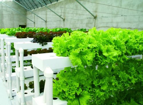 水培蔬菜的利与弊 可持续栽培模式与盆景应用设计