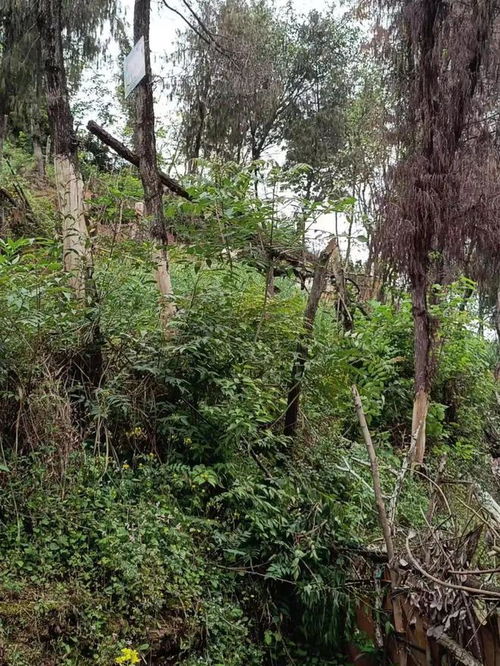 蓬安城区山林何以变身盆景？生态美学背后的治理逻辑