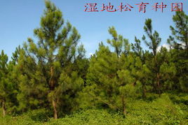 北海市林木良种蔬菜的培育 创新与生态结合的农业之路